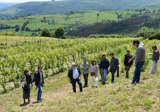 El grupo de visitantes en las vides con Toranzo al fondo.