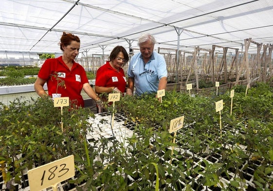 Begoña Cicero, Milagros Fernández y Guy Ferrier se detienen ante las plantas del tomate de Torrelavega, en Campuzano.