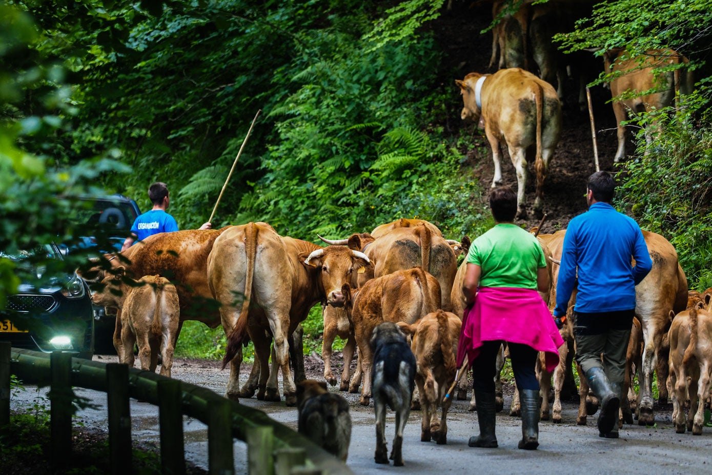 Procedentes de los diferentes pueblos de la Mancomunidad, miles de vacas, caballos y ovejas han realizado la ascensión a los puertos de Sejos bajo la supervisión de sus propietarios, que dejan a sus animales en las diferentes majadas para que pasten durante la época estival.