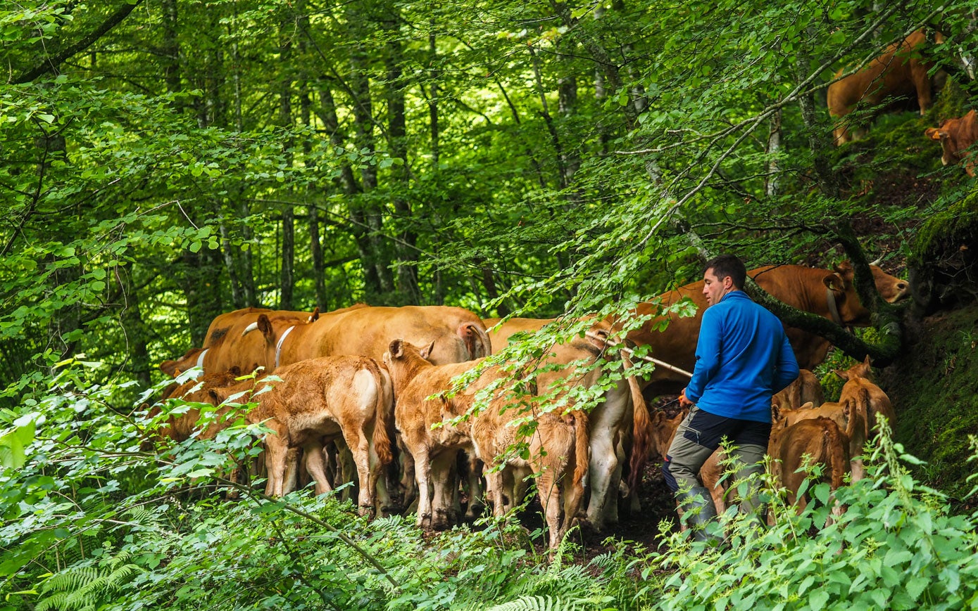 Los ganaderos de la Mancomunidad Campoo-Cabuérniga mantienen la tradición de subir el ganado a las zonas altas tras la primavera.