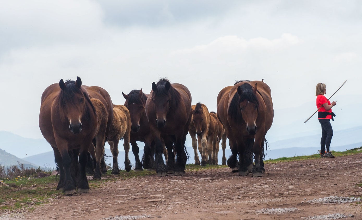 Además de vacas, muchos ganaderos suben también a sus yeguas y caballos.