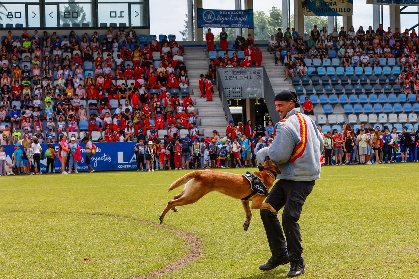 Uno de los canes intercepta a uno de los actores de la exhibición, en una de las muchas simulaciones realizadas este lunes en la capital del Besaya.