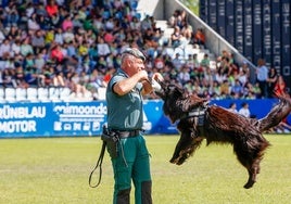 Un agente de la Guardia Civil protagoniza una exhibición con uno de los canes de la Benemérita, este lunes, durante la multitudinaria jornada escolar celebrada en Torrelavega