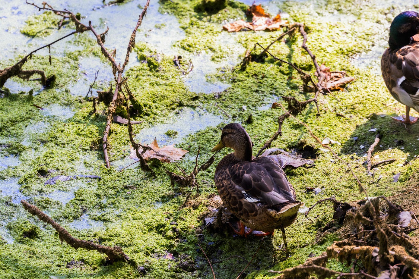 Ecologistas en Acción ya ha defendido en varias ocasiones que la lenteja acuática «debe ser retirada manualmente en su mayor parte» y «debería compostarse porque puede generar problemas como malos olores y contaminación del agua».