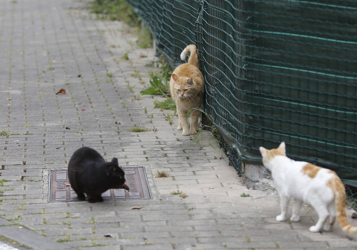 Colonia de gatos callejeros.