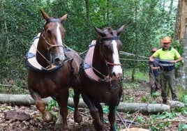 Un par de caballos de carga arrastran troncos mientras se limpia una zona de monte.