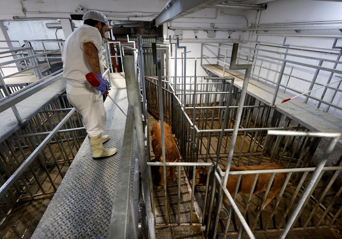 Un operario trabaja en el matadero municipal de Barreda.