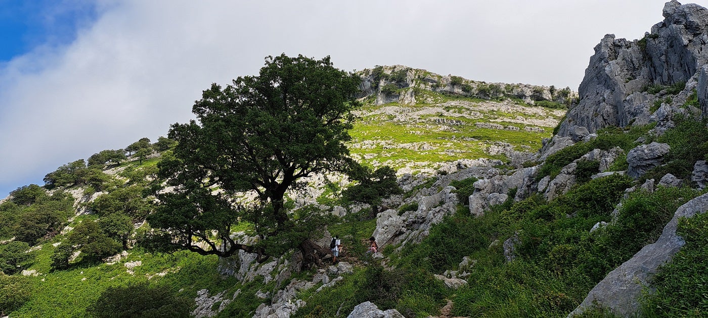 Varios senderistas, a los pies de un árbol que crece junto al camino. La senda es de lo más transitada.