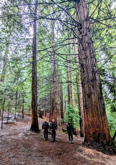 Imagen - Agentes en el bosque de secuoyas.