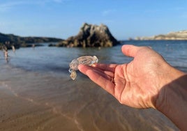 Una salpa en la playa de San Juan de la Canal, en Soto de la Marina.