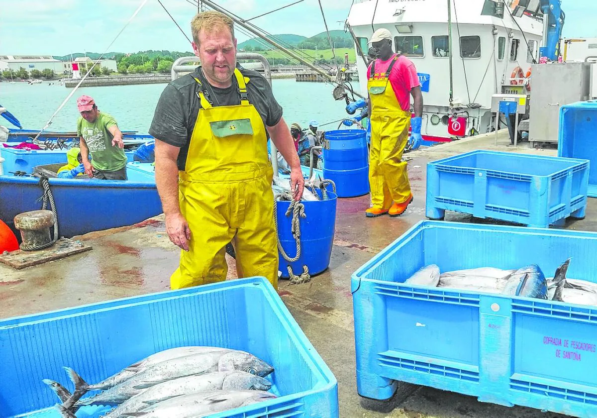 La costera del bonito empieza a coger ritmo, aunque los precios «caen en  picado» | El Diario Montañés