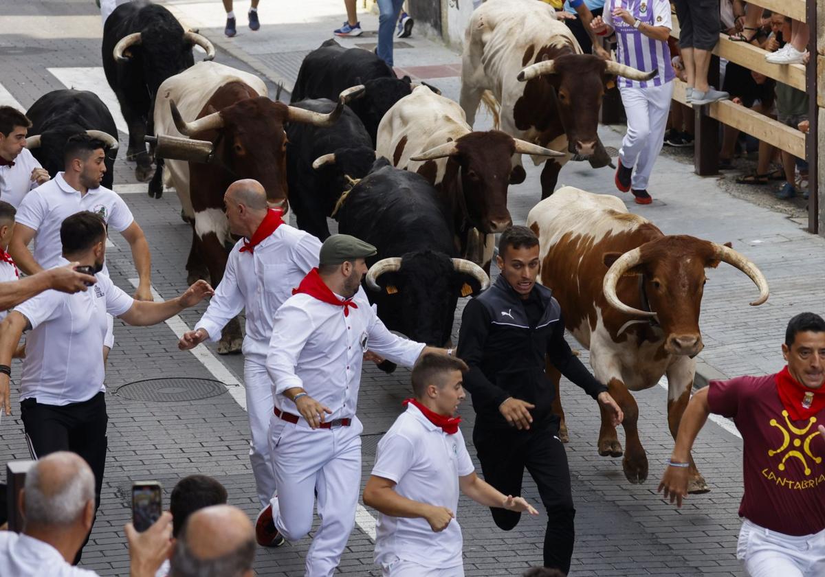 Los encierros de Ampuero volverán a congregar a cientos de corredores de toda España en torno al día 8 de septiembre.