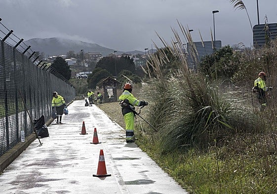 Imagen de archivo de trabajadores de Corporaciones Locales en labores de desbroce y eliminación de plumeros.