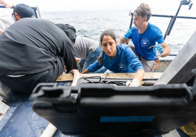 Una de las investigadoras realiza una ecografía a un tiburon azul.