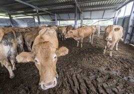 Imagen de archivo de un grupo de vacas de una granja cántabra afectadas por la enfermedad hemorrágica el año pasado.