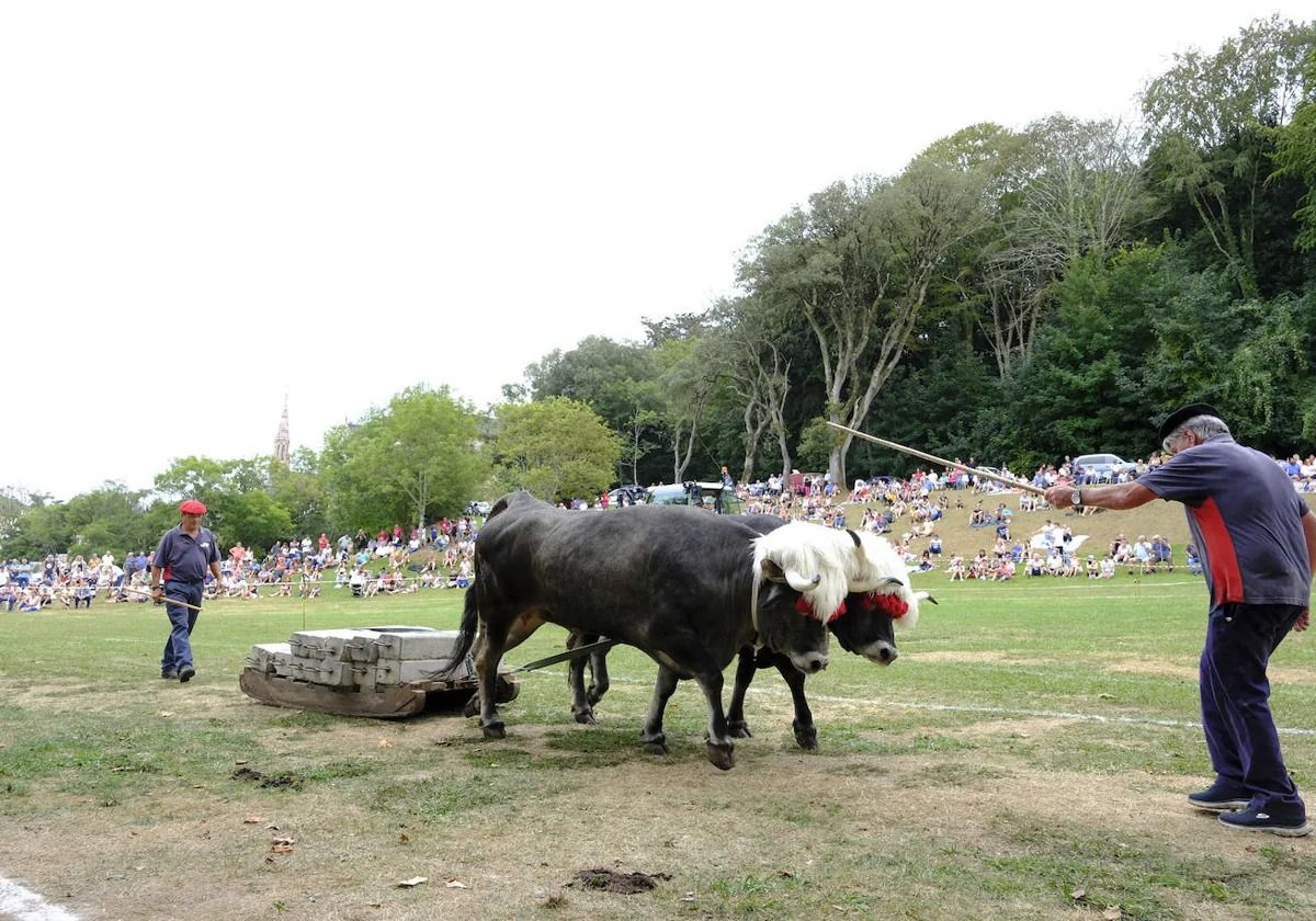 Comillas celebra este domingo el Campeonato Regional de Arrastre