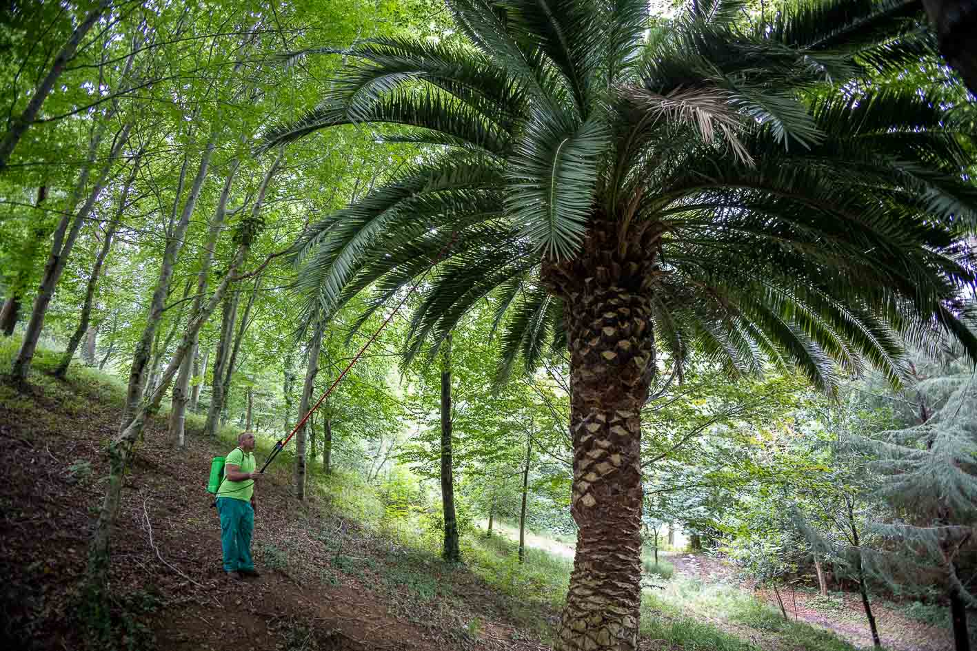 El tratamiento preventivo de las palmeras se suministra de manera anual. 