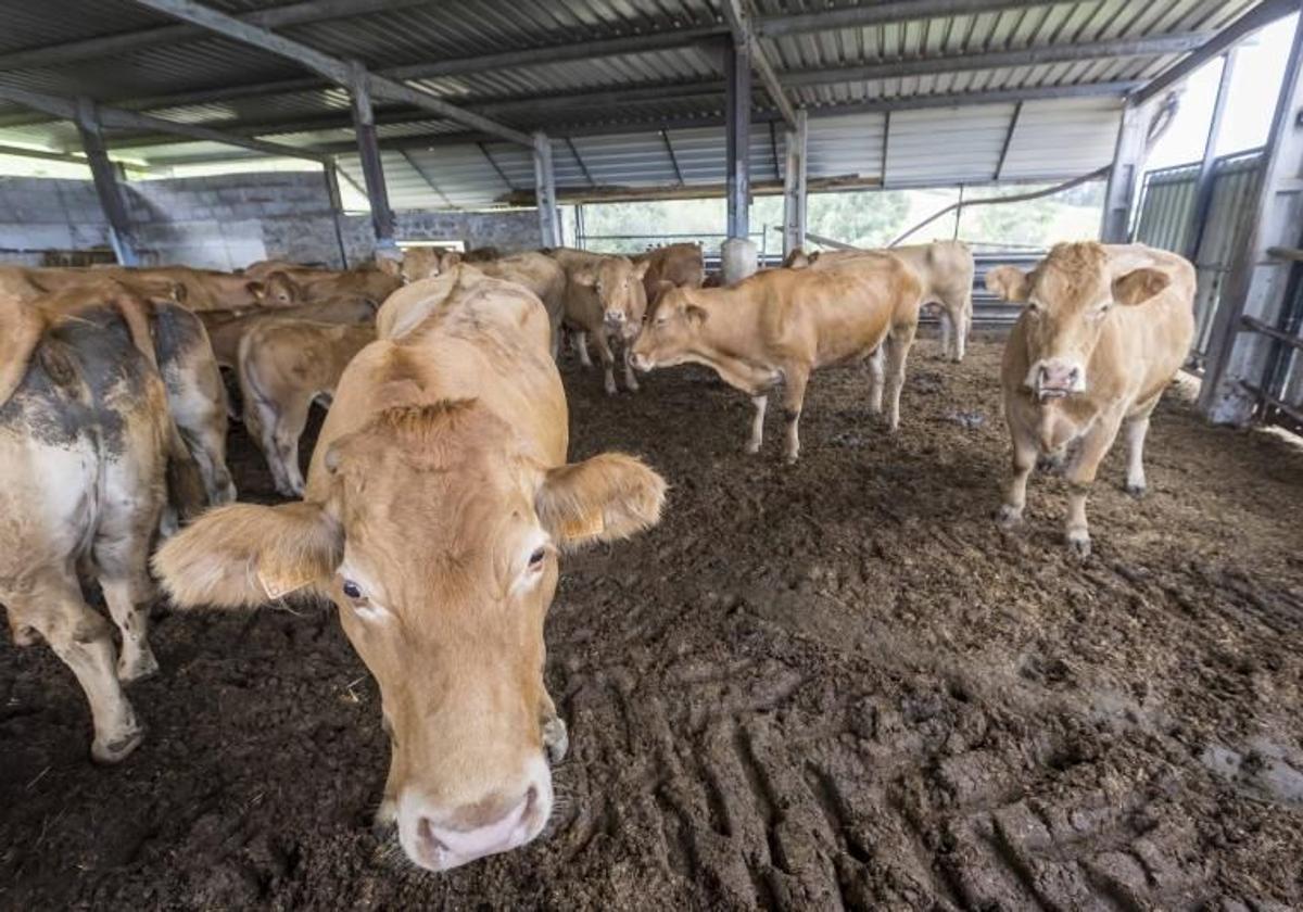 Vacas de una granja cántabra afectadas por la enfermedad hemorrágica el año pasado