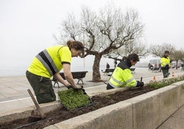 Varios trabajadores de la empresa de Parques y Jardines, Légamo, trabajando en el Paseo de Pereda.