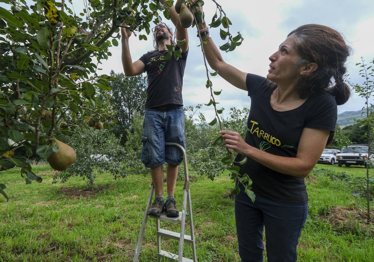 András y María, recogiendo peras.