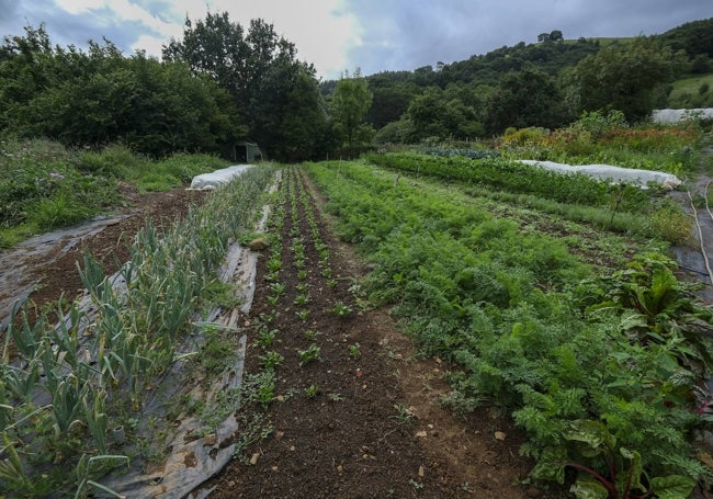 Toda la producción está bajo el régimen de ecológico.