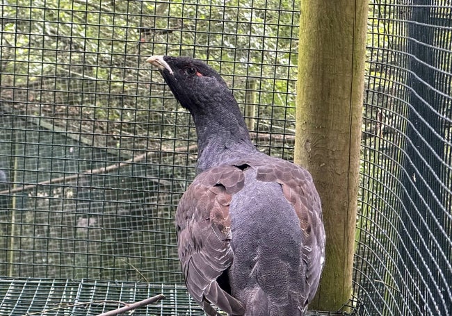 El macho de los urogallos que han nacido en el zoo.