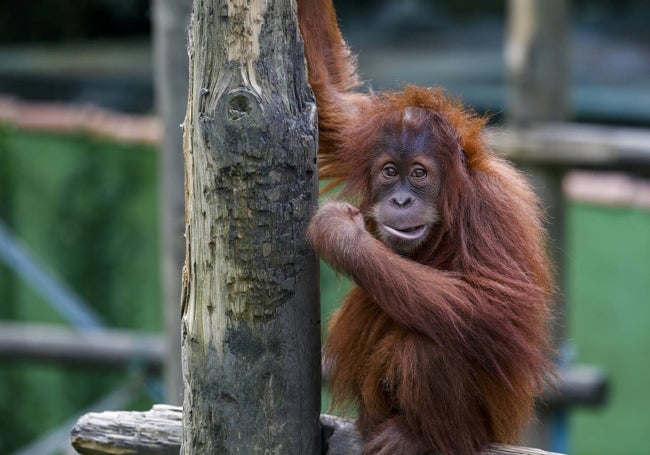 Oihana ha sido la última hembra de orangután de Sumatra en nacer en el Zoo de Santillana.