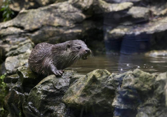 Cuando nació la nutria la madre no dejaba que nadie la viese.