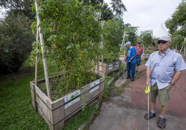 En el parque se han instalado 800 plantas de tomate.