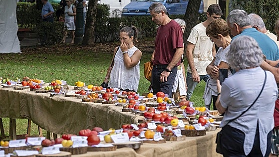 Tomate de Cantabria, el del sabor diferente
