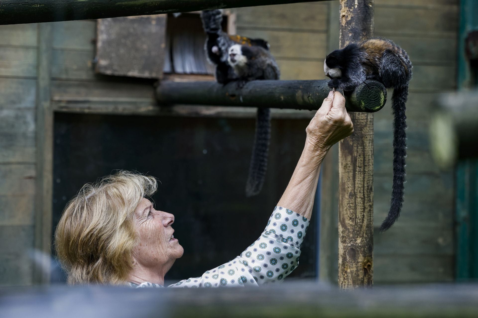 Maribel Angulo, dueña del zoo, alimenta a uno de los titis algodonosos. 