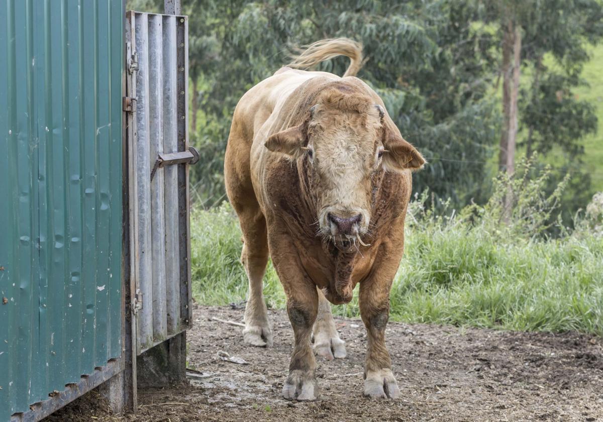 Vaca contagiada este año por la EHE en una estabulación de Santiago de Cudeyo.