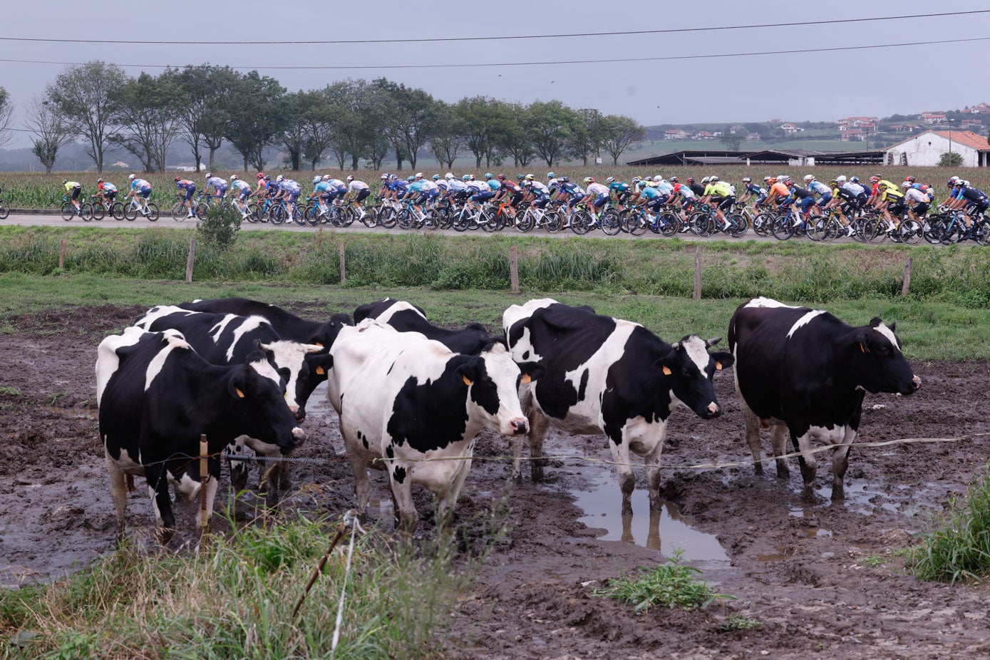 LLuvia, vacas y el pelotón estirado. Una de las simpáticas estampas de la etapa cántabra de La Vuelta.