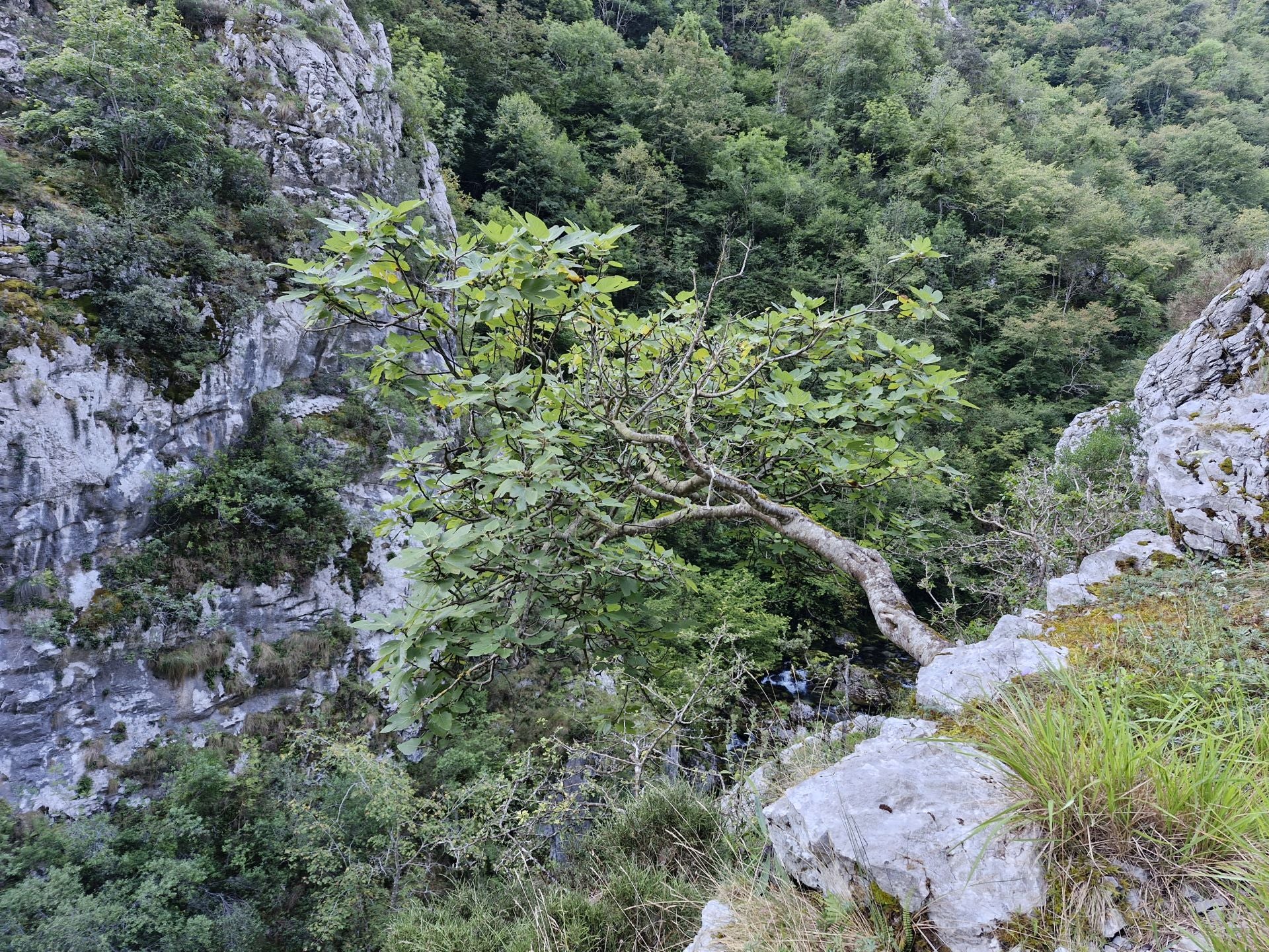 Las higueras, una de las especies de árboles más habituales en la primera parte del recorrido.