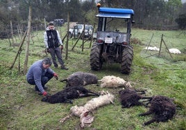 Ovejas muertas por un ataque de lobos, en febrero, en Ruiloba.