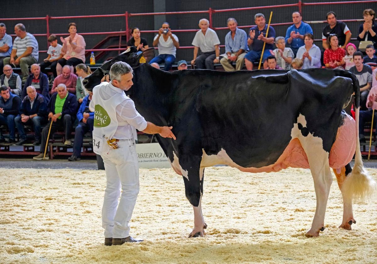 La vaca ganadora, Llinde Ariel Jordan, es dirigida por Agapito Fernández en la pista antes de hacerse con el premio.