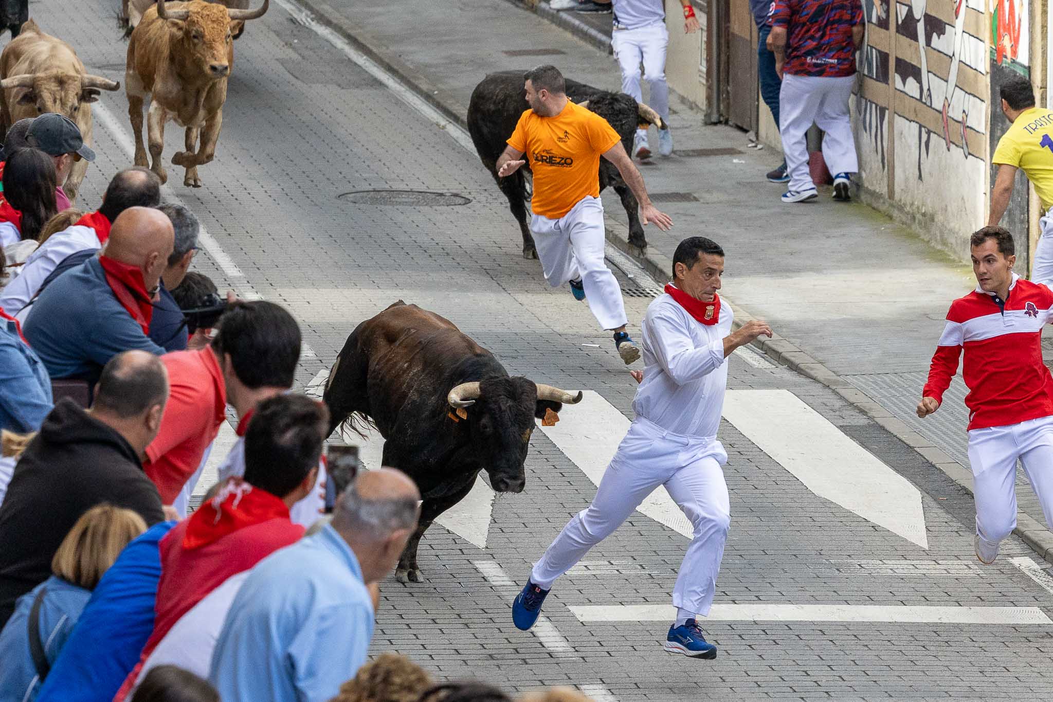 Reunida la manada al final del recorrido, los toros, con los hierros de Galache, Pereira Lupi y Pereira Palha, los bravos volvieron a protagonizar una carrera de vuelta trepidante y repleta de sustos.