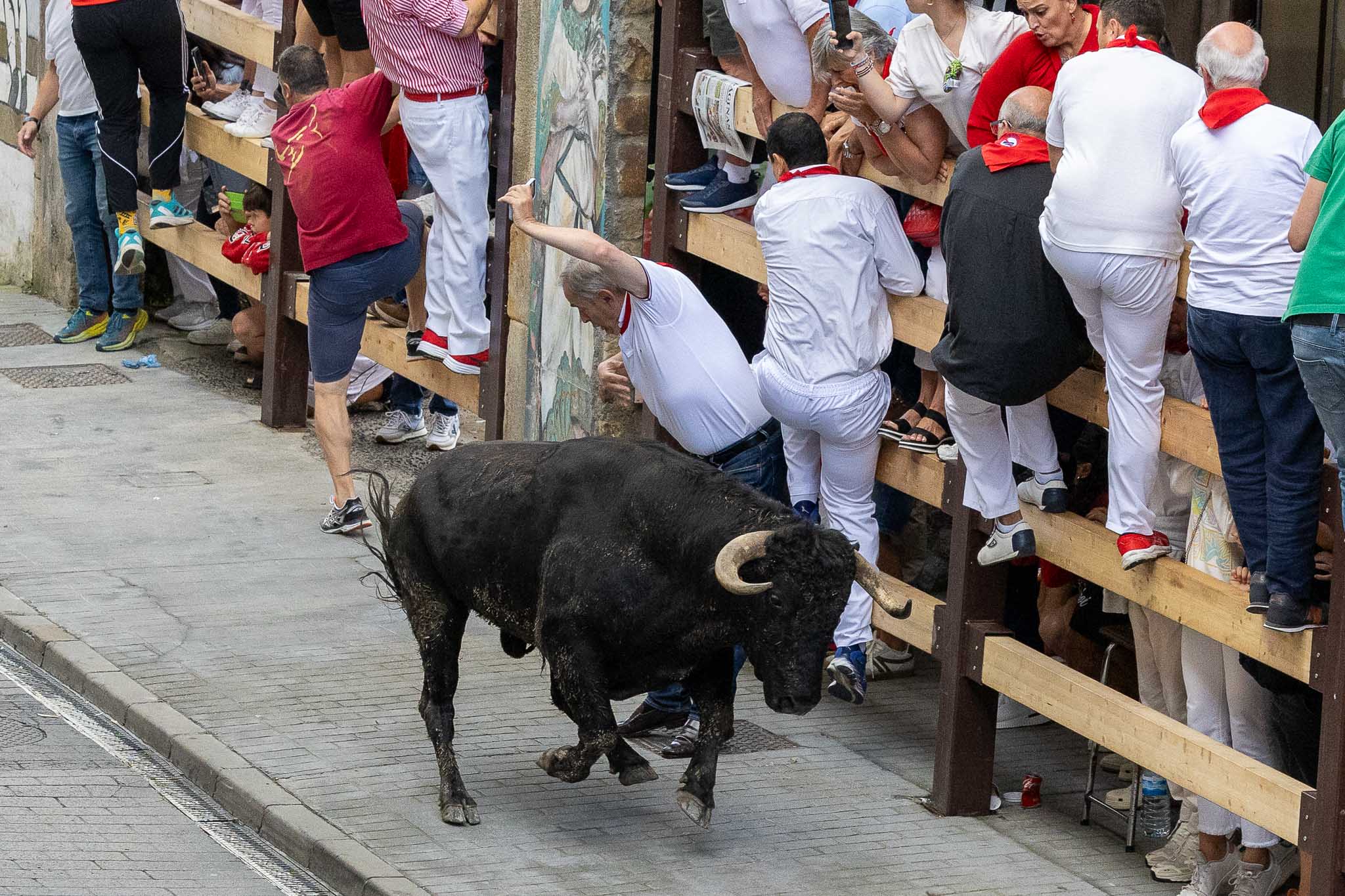 Un encierro puro estilo a Ampuero para poner el broche a unas fiestas masivas.