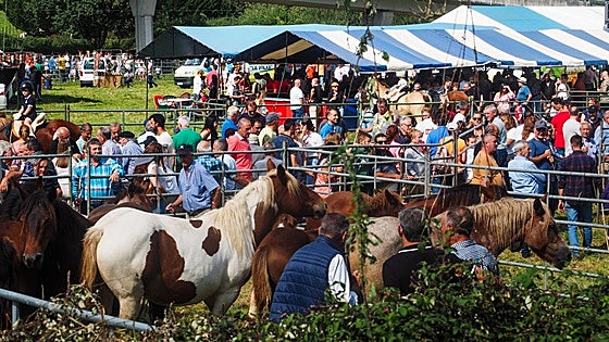 Molledo concentra a más de 650 cabezas de ganado en su feria