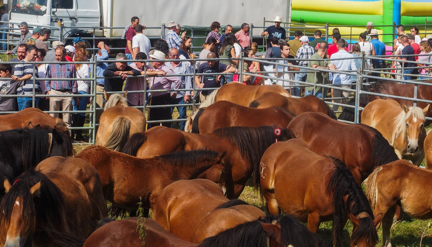 Manada de caballos en una de las cancelas de la feria de Molledo.