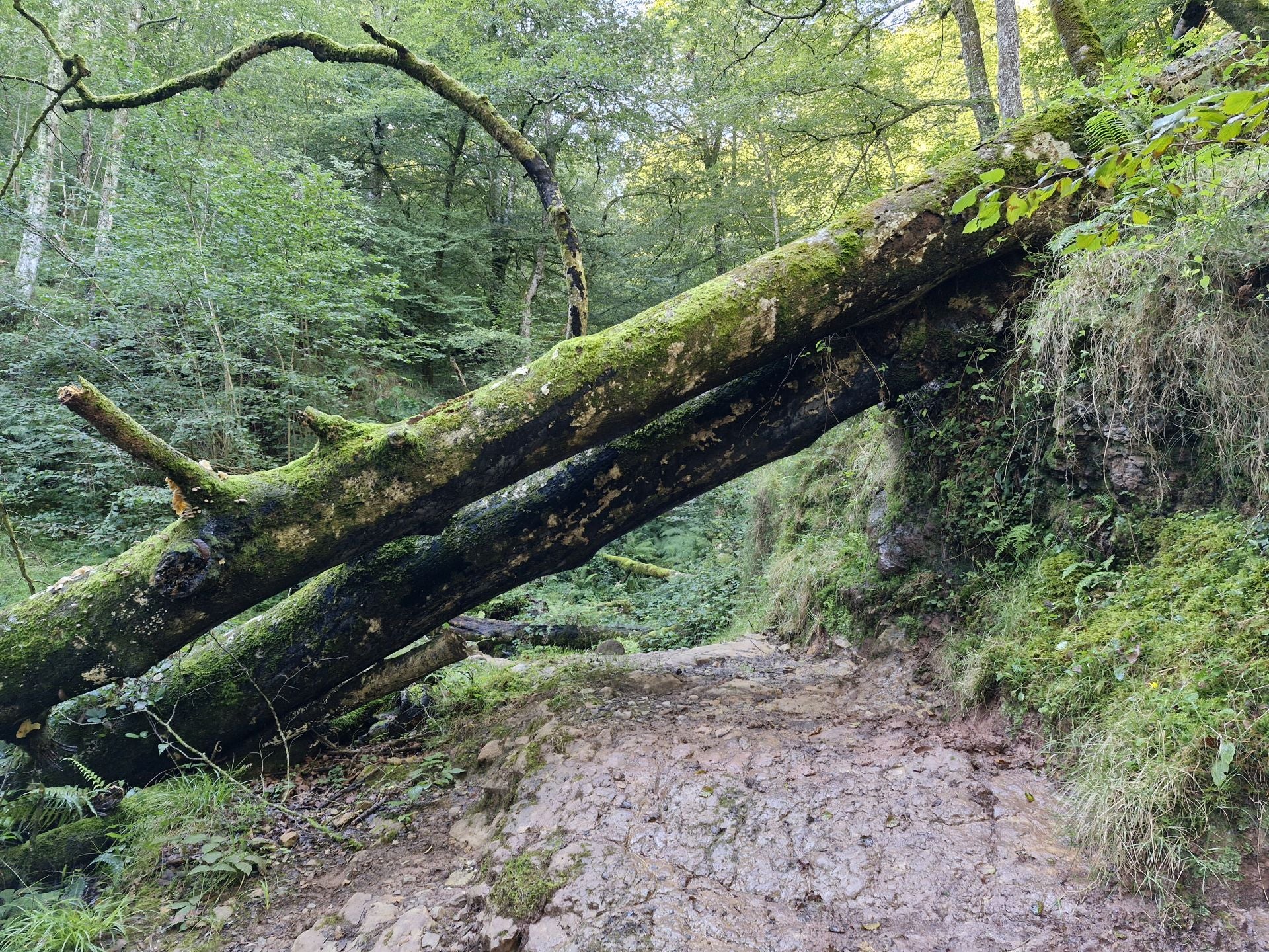 Un gran árbol sobre el camino, pero se puede transitar por debajo de él.