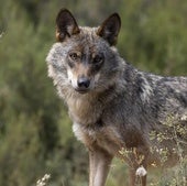 La radiografía del lobo en Cantabria