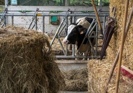 Imagen de archivo de una vaca afectada por la EHE.