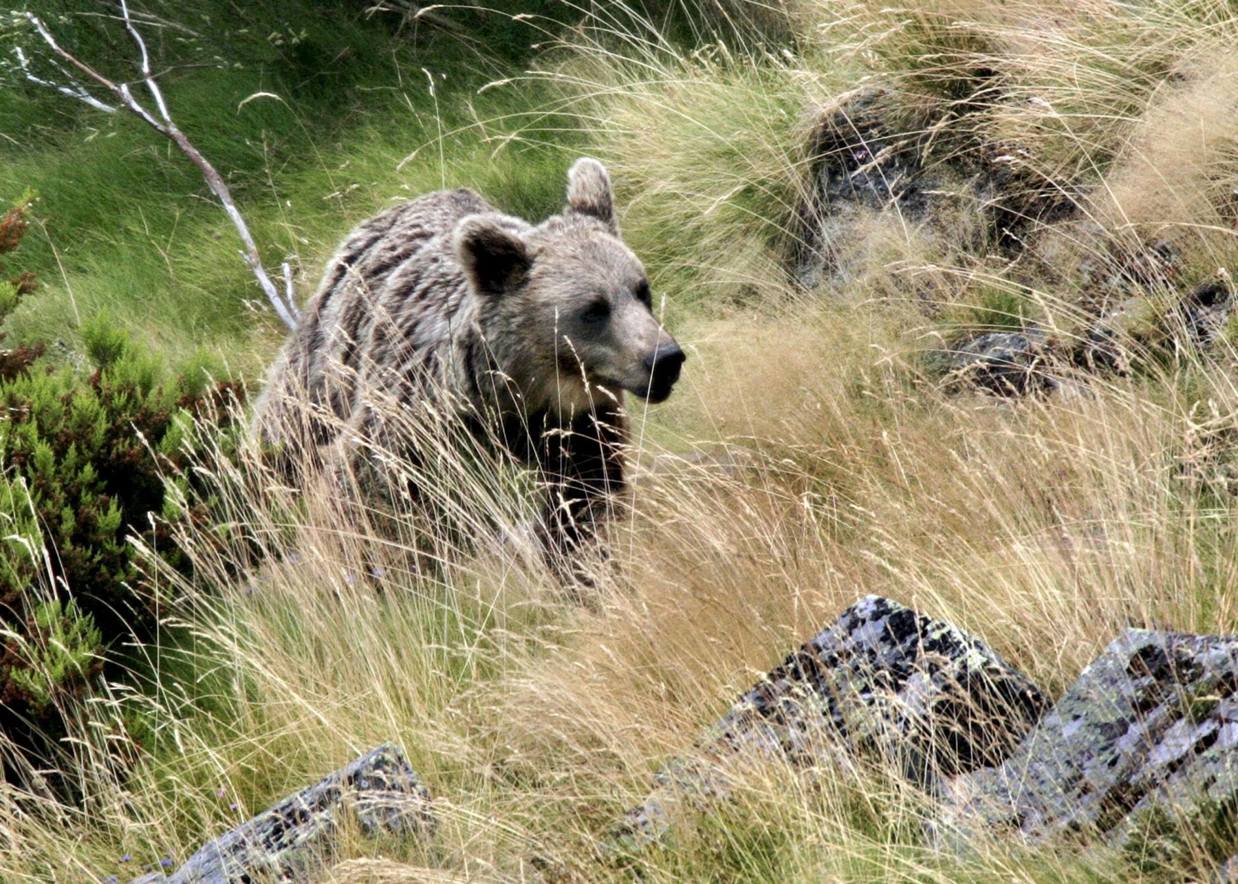 Imagen de un ejemplar de oso en las montañas de la cordillera Cantábrica.