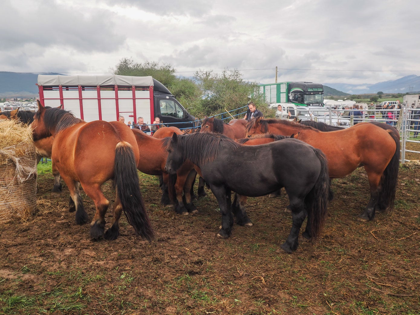 Más de cien ganaderos expusieron sus animales entre la feria y la preferia del viernes.