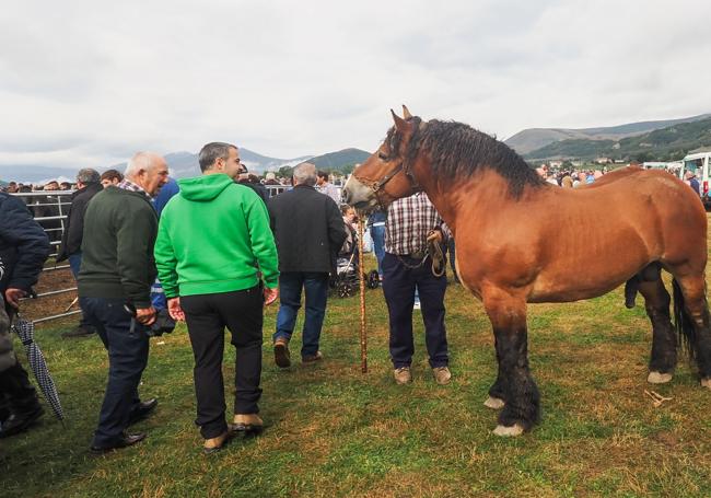 La feria de ganado deSan Mateo destacó, como es tradición, por la presencia de ejemplares equinos.