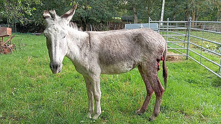 El lobo vuelve a atacar en Campoo de Suso y Retortillo