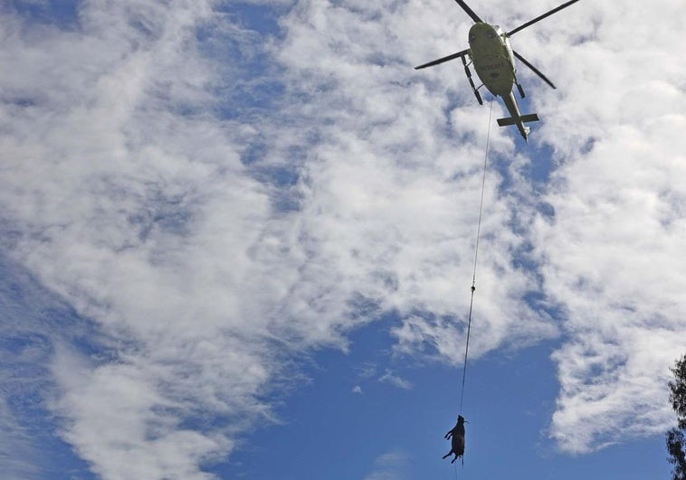 Una de las dos vacas rescatadas es trasladada colgada de una cuerda del helicóptero.