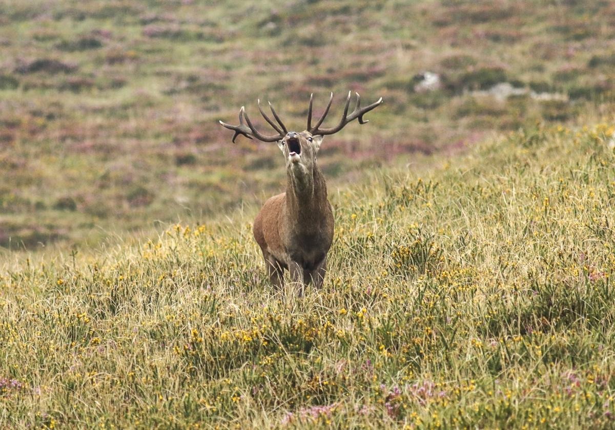 La berrea es un espectáculo natural que, no por repetido cada año, pierde un ápice de su encanto. En la imagen, un venado esta misma semana en la Reserva del Saja.