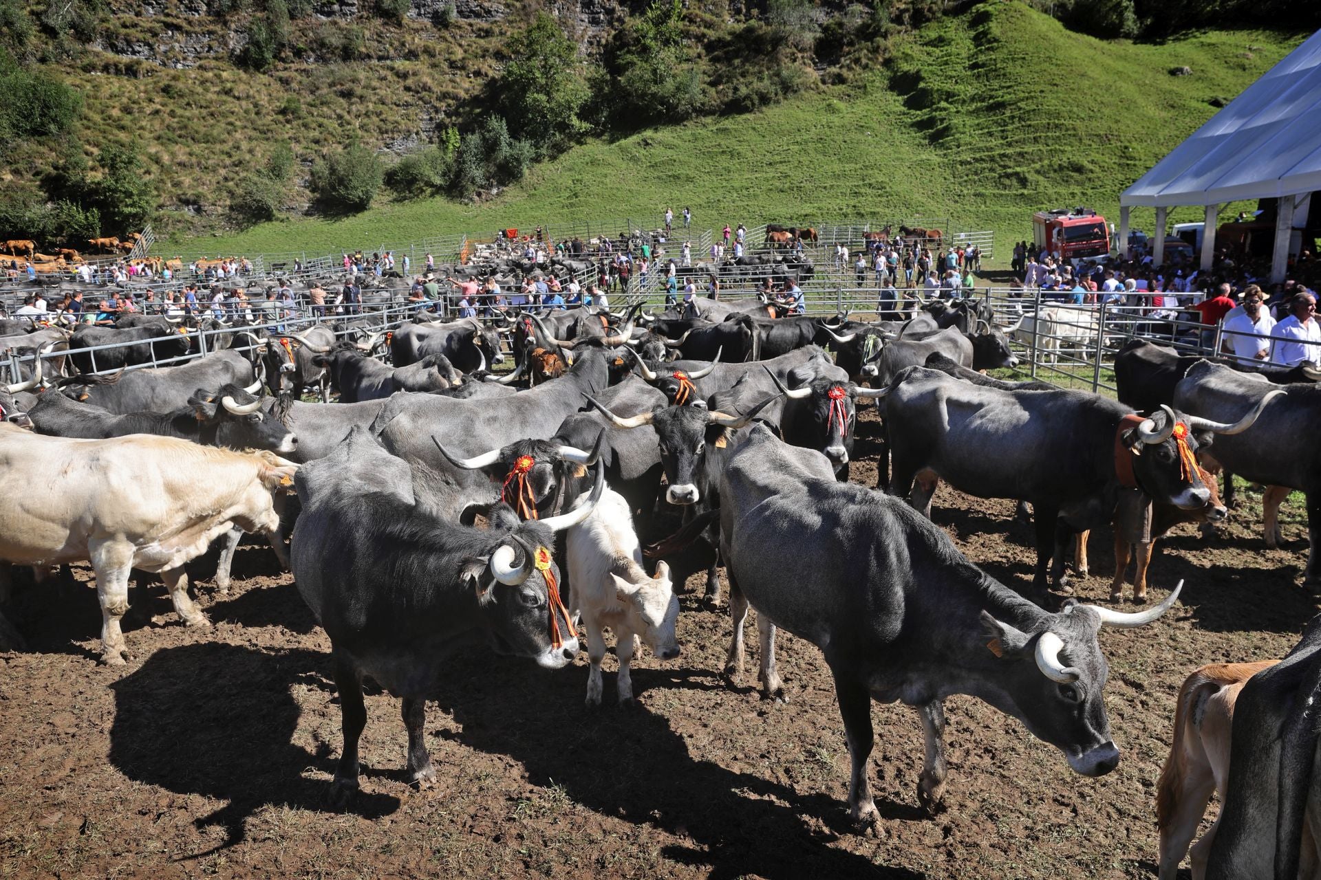 Un total de 1.400 cabezas de ganado se dieron cita en la edición de este año de la Feria de San Miguel.